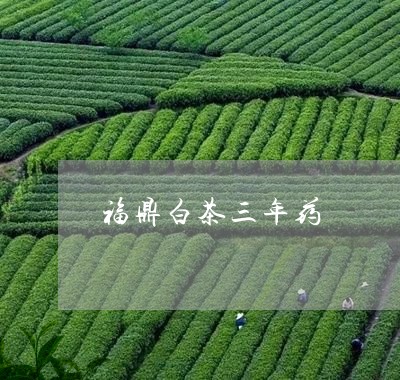 福鼎白茶三年药/2023112523917