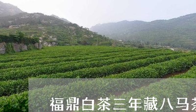 福鼎白茶三年藏八马茶业/2023110100369