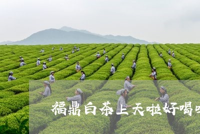 福鼎白茶上天啦好喝吗/2023120793915