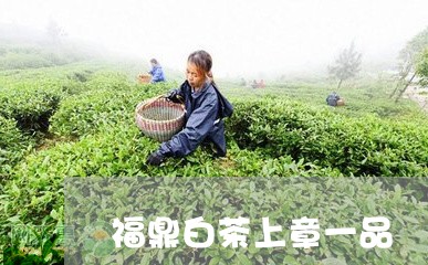 福鼎白茶上章一品/2023062821835