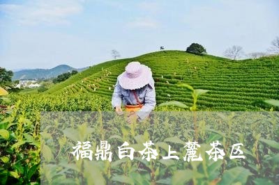 福鼎白茶上麓茶区/2023112642714