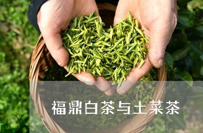 福鼎白茶与土菜茶/2023070705167