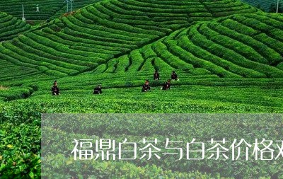 福鼎白茶与白茶价格对比/2023092213818