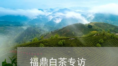 福鼎白茶专访/2023052264749