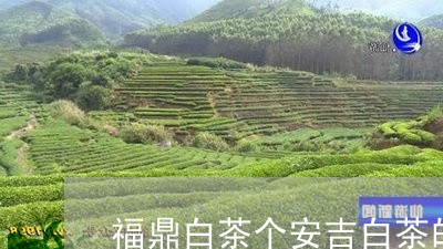 福鼎白茶个安吉白茶的区别/2023042514036