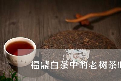 福鼎白茶中的老树茶叶/2023120899392