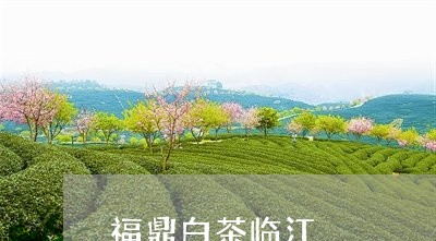 福鼎白茶临江/2023082435279