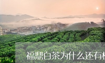 福鼎白茶为什么还有枝干/2023092216037