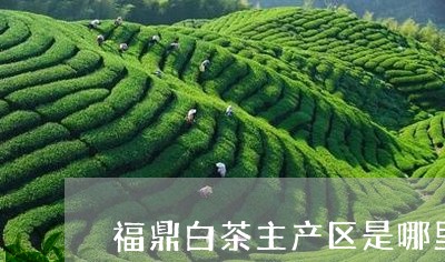 福鼎白茶主产区是哪里/2023120830804