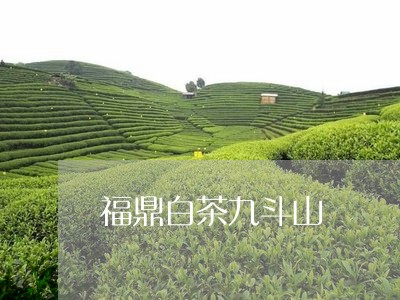 福鼎白茶九斗山/2023060817161