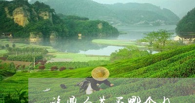 福鼎白茶买哪个好/2023090548140