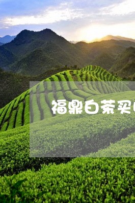 福鼎白茶买哪个山头的/2023091647482