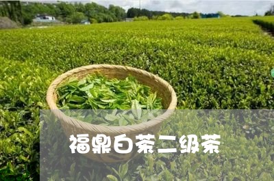 福鼎白茶二级茶/2023060837160