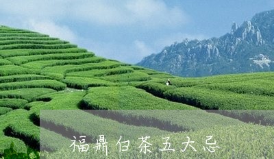 福鼎白茶五大忌/2023060848493