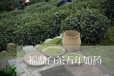 福鼎白茶五年如药/2023112523127