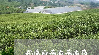 福鼎白茶亦茶亦药/2023112587258