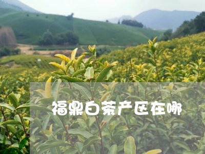 福鼎白茶产区在哪/2023112663938