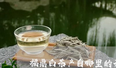 福鼎白茶产自哪里的茶/2023111652715