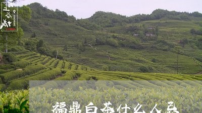 福鼎白茶什么人忌/2023112639370