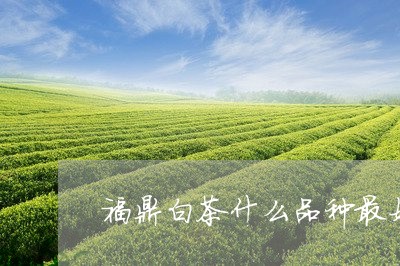 福鼎白茶什么品种最好/2023092027158