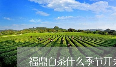 福鼎白茶什么季节开采/2023091530560