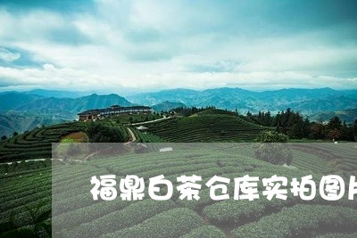 福鼎白茶仓库实拍图片高清/2023042512594