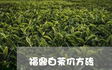 福鼎白茶价方砖/2023112525839