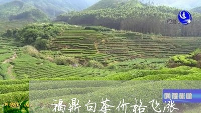 福鼎白茶价格飞涨/2023112696172