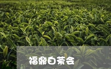 福鼎白茶会/2023051036369