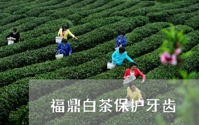 福鼎白茶保护牙齿/2023090539481