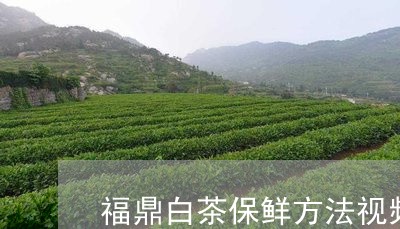 福鼎白茶保鲜方法视频教学/2023111540293