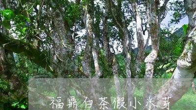 福鼎白茶假小米芽/2023112580804