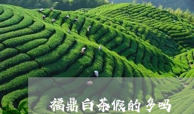 福鼎白茶假的多吗/2023112672817