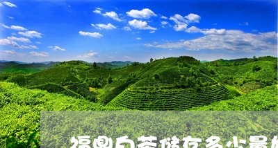 福鼎白茶储存多少量好/2023120885047