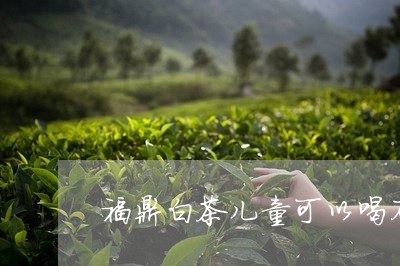 福鼎白茶儿童可以喝不/2023120876383