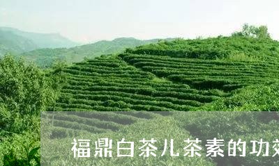 福鼎白茶儿茶素的功效/2023120759482