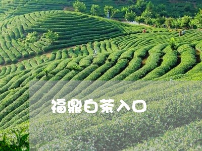 福鼎白茶入口/2023052271725