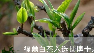 福鼎白茶入选世博十大名茶/2023042579583