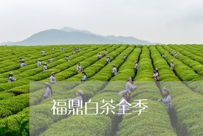 福鼎白茶全季/2023052284161