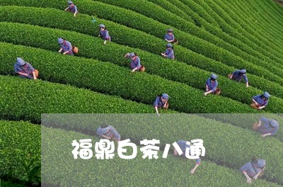 福鼎白茶八通/2023062845250