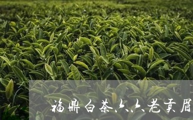 福鼎白茶六六老贡眉/2023082532815