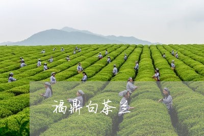 福鼎白茶兰/2023051017492