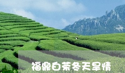 福鼎白茶冬天旱情/2023062896371