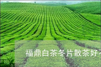 福鼎白茶冬片散茶好不好/2023092194048