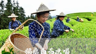 福鼎白茶凉喝/2023052214361