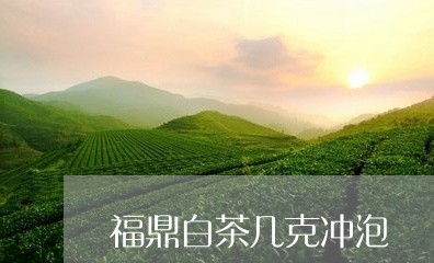 福鼎白茶几克冲泡/2023112679795