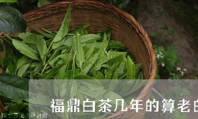 福鼎白茶几年的算老白茶/2023092105038