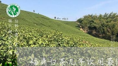 福鼎白茶几年饮用最佳/2023091534149