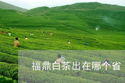 福鼎白茶出在哪个省/2023082665838