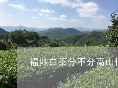 福鼎白茶分不分高山低山/2023092160583